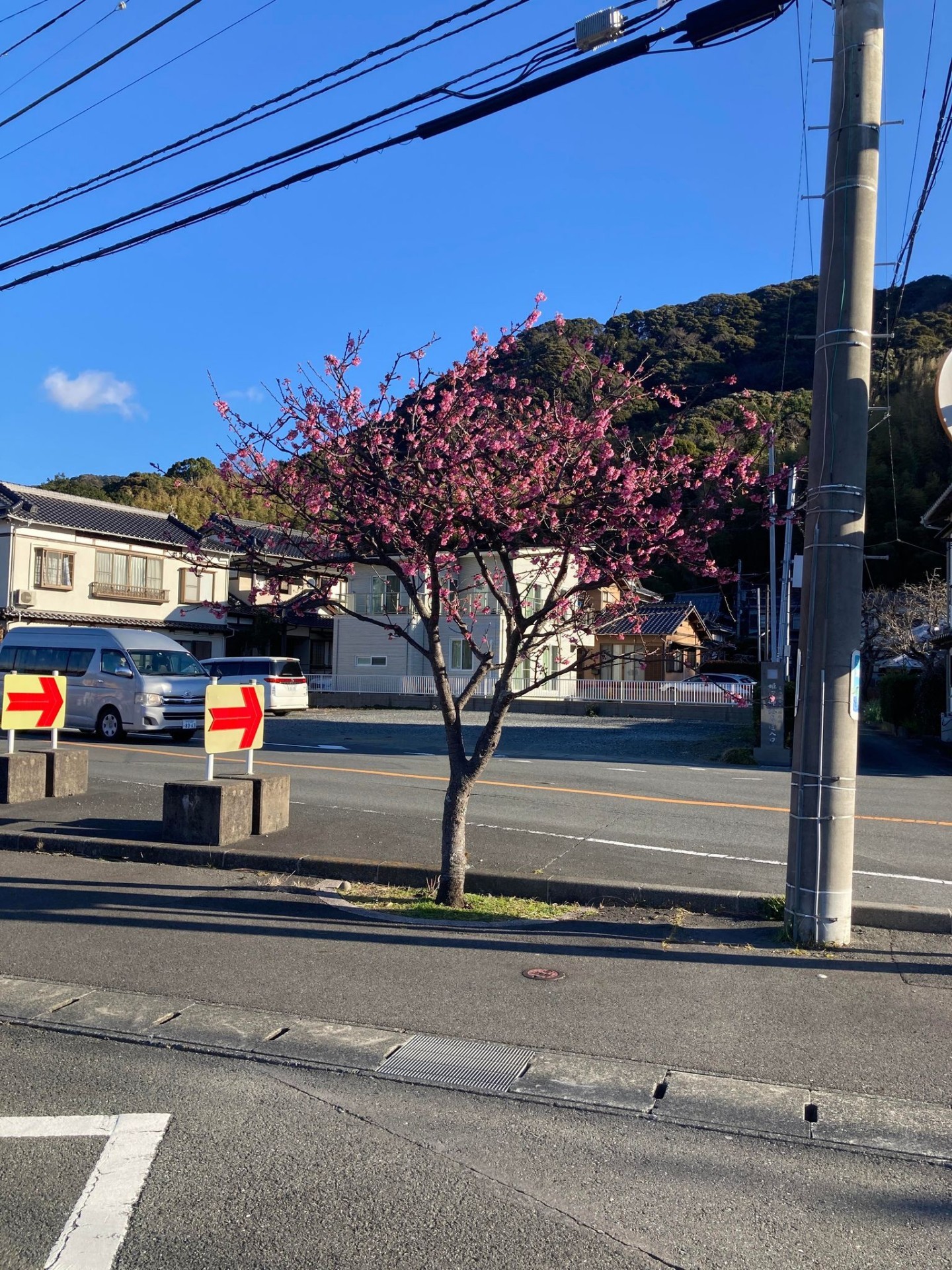 2022.1.18_河津役場前の桜