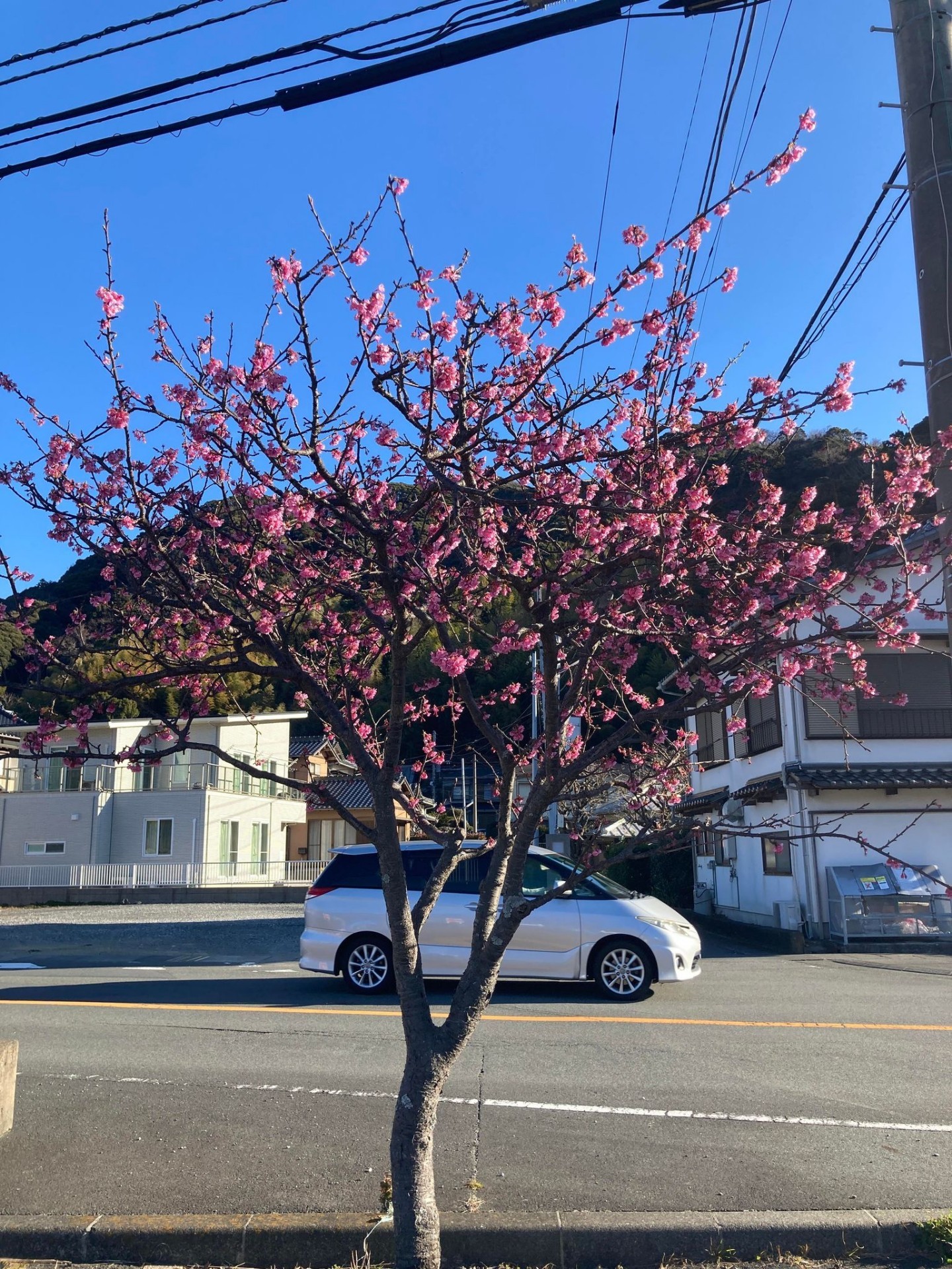 2022.1.18_河津役場前の桜